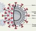 Коронавирусная инфекция: симптомы, лечение, вакцина